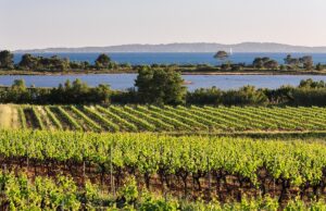 Petit tour de piste de mes 25 rosés 2022 préférés en Provence…