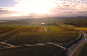 Clos du Moulin de Champagne Cattier sort de l’ombre