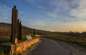 4 blancs monocépages