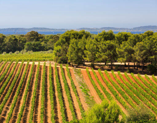 5 Rosés de garde