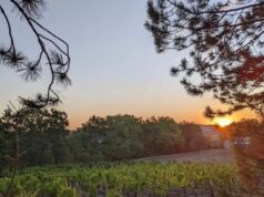 Malbec par macération carbonique au Domaine du Foussal Bas