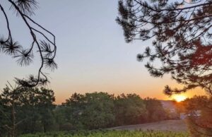 Malbec par macération carbonique au Domaine du Foussal Bas