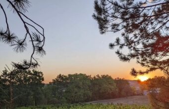 Malbec par macération carbonique au Domaine du Foussal Bas