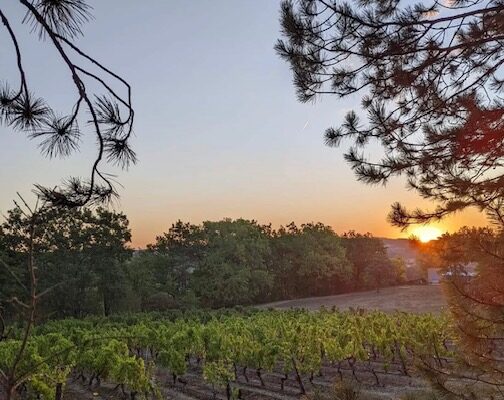 Malbec par macération carbonique au Domaine du Foussal Bas